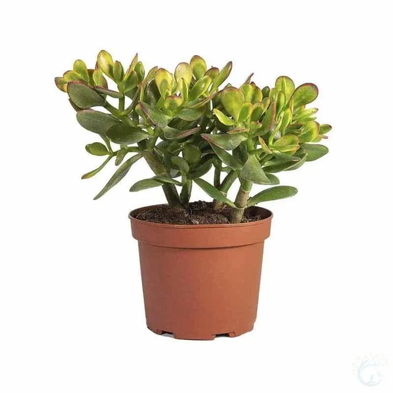 Beautiful Crassula Ovata Succulent - Add a Touch of Green to Your Home Today!