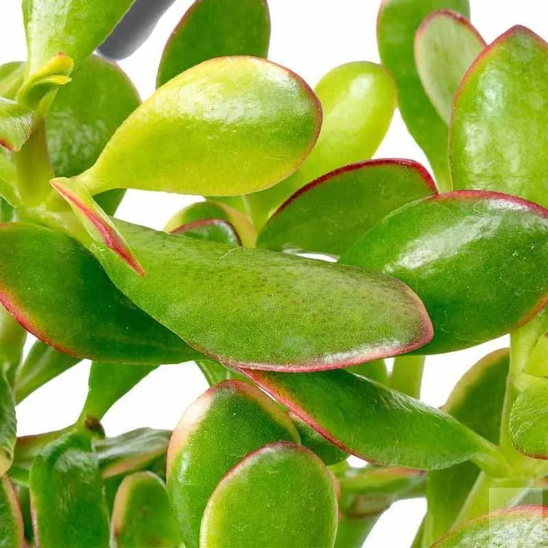 Beautiful Crassula Ovata Succulent - Add a Touch of Green to Your Home Today!