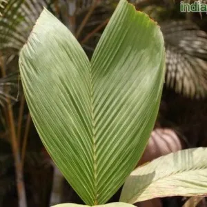 Buy Phoenicophorium Borsigianum/Stevensonia Borsigianum - Exotic Seychelles Palm Tree for Sale