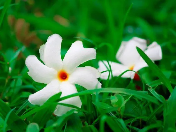 Buy the Exotic Parijat Tree - A Rare Night-Blooming Beauty for Your Garden