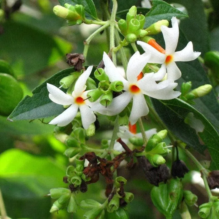 Buy the Exotic Parijat Tree - A Rare Night-Blooming Beauty for Your Garden
