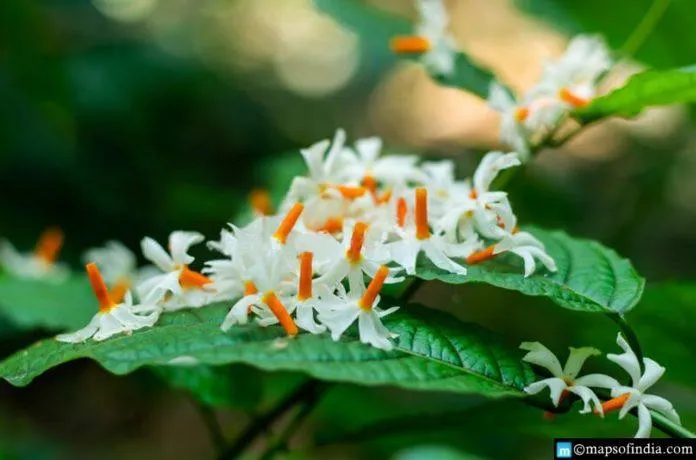 Buy the Exotic Parijat Tree - A Rare Night-Blooming Beauty for Your Garden