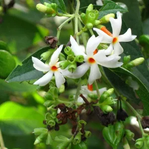 Buy the Exotic Parijat Tree - A Rare Night-Blooming Beauty for Your Garden