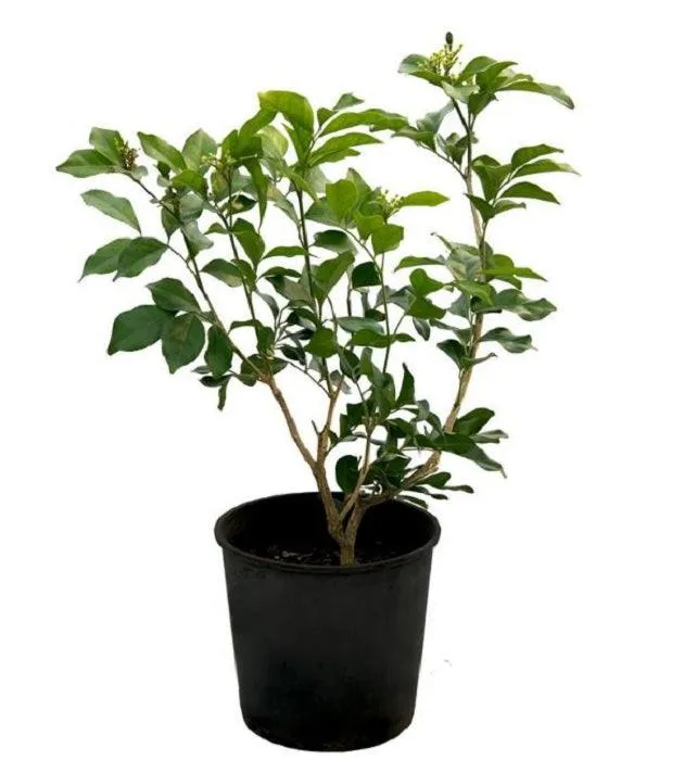 Buy the Exotic Parijat Tree - A Rare Night-Blooming Beauty for Your Garden