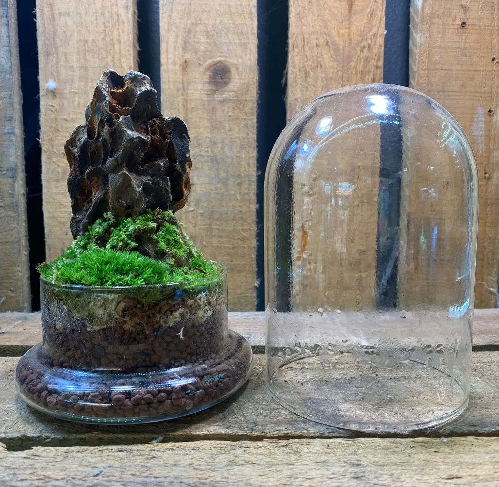 DOORGIFT TERRARIUMS Cone Pack (50 Sets)