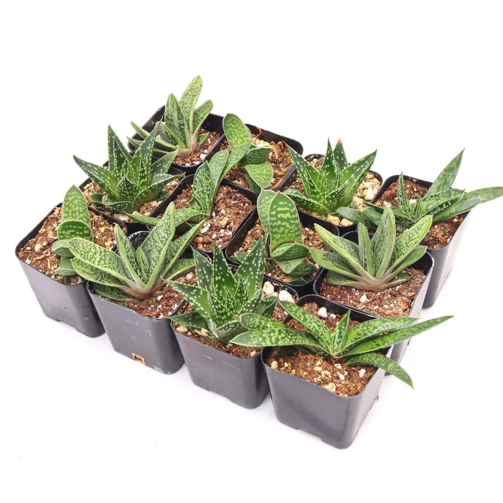 'Gasteria' Succulent Pack
