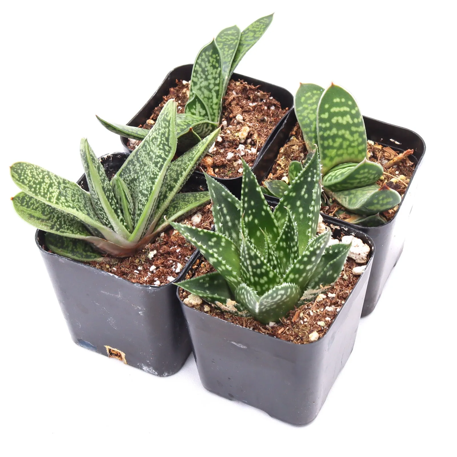 'Gasteria' Succulent Pack