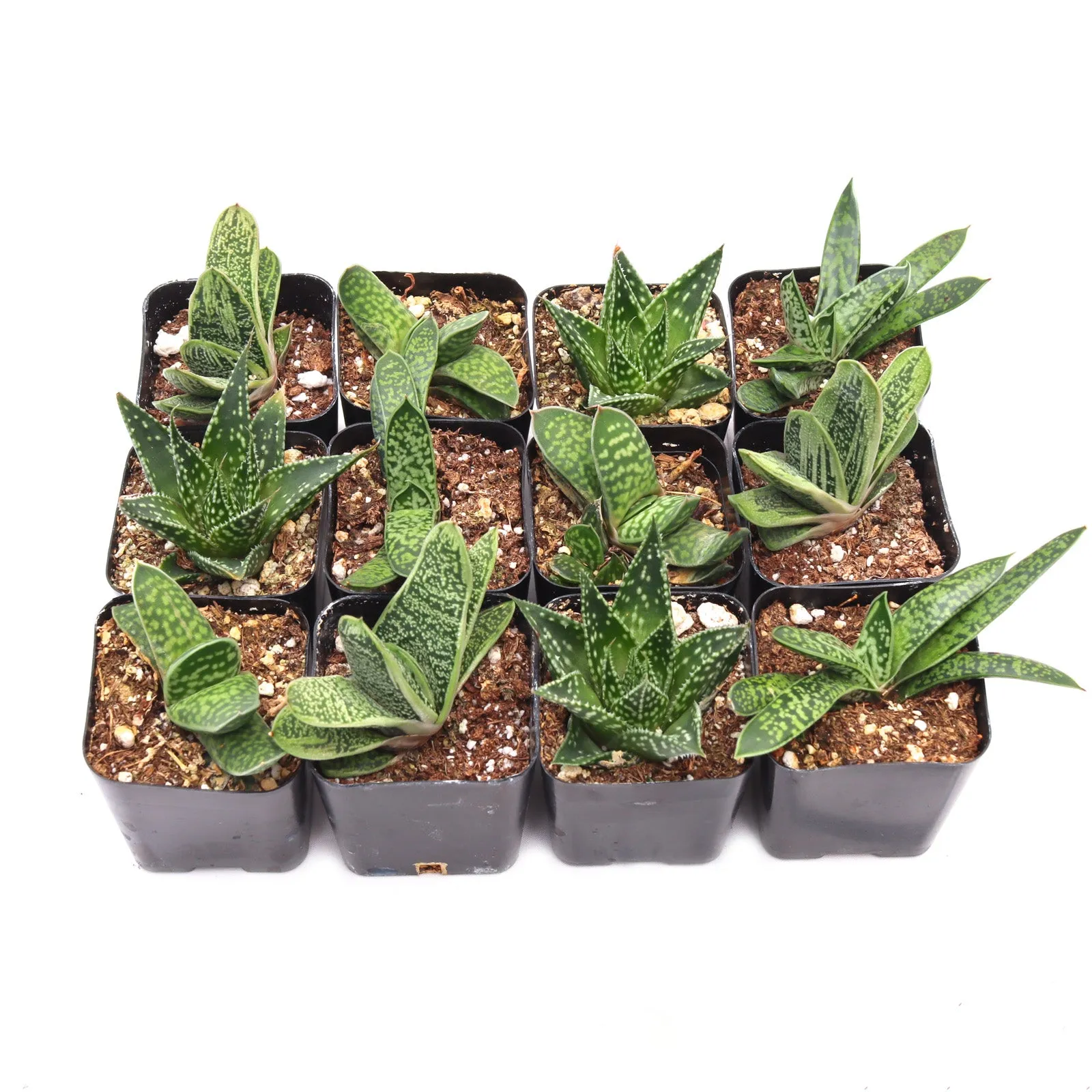 'Gasteria' Succulent Pack
