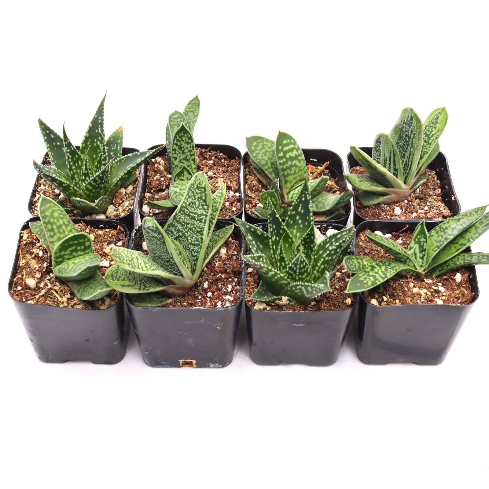 'Gasteria' Succulent Pack