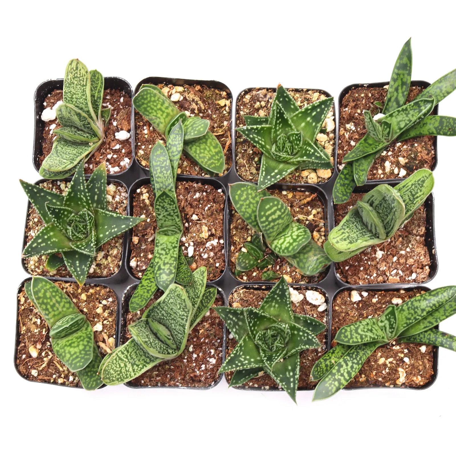 'Gasteria' Succulent Pack