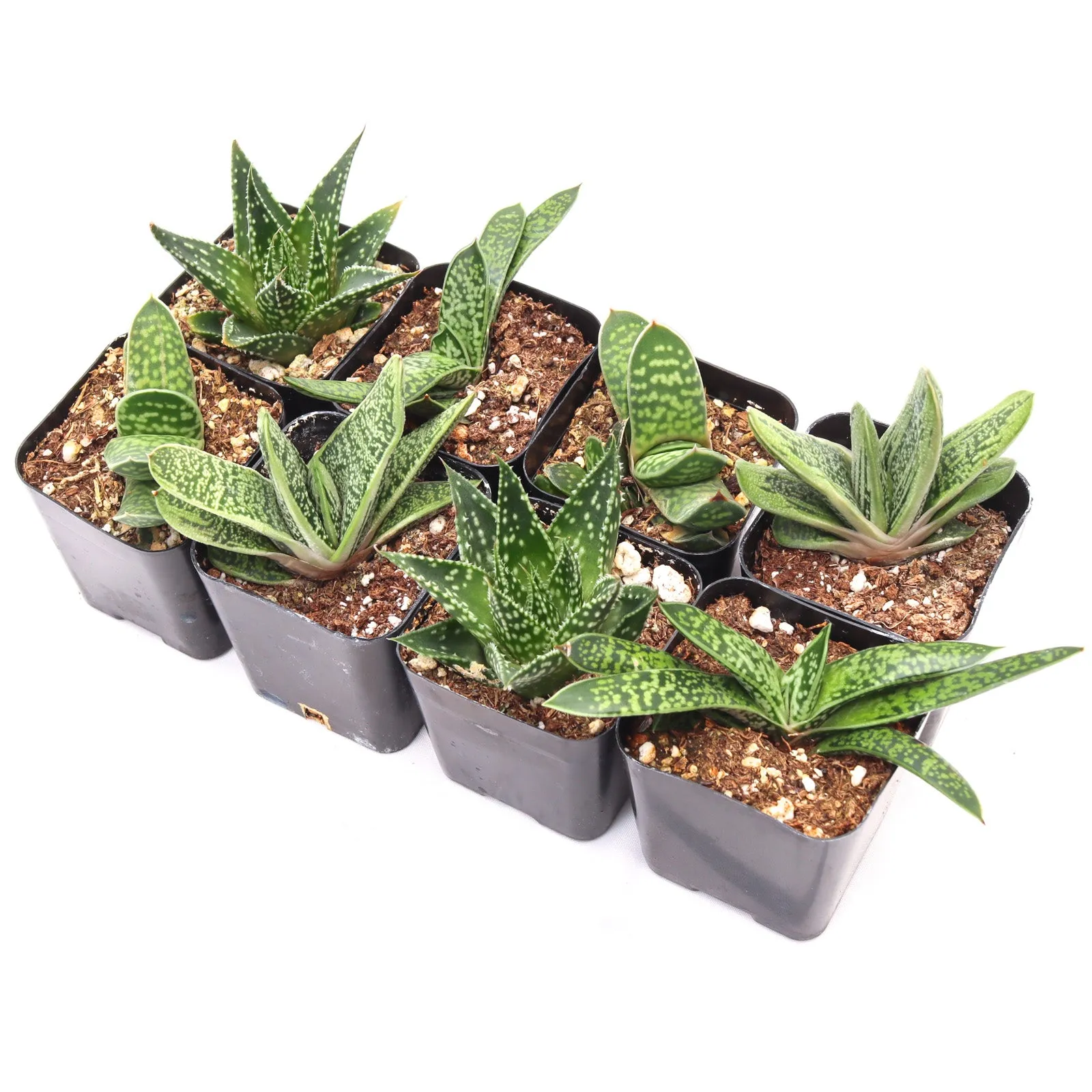 'Gasteria' Succulent Pack
