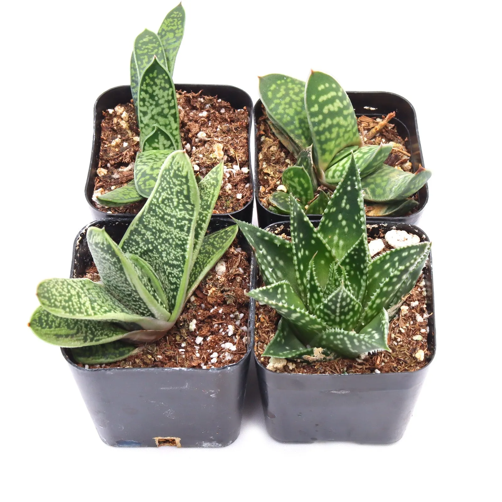 'Gasteria' Succulent Pack