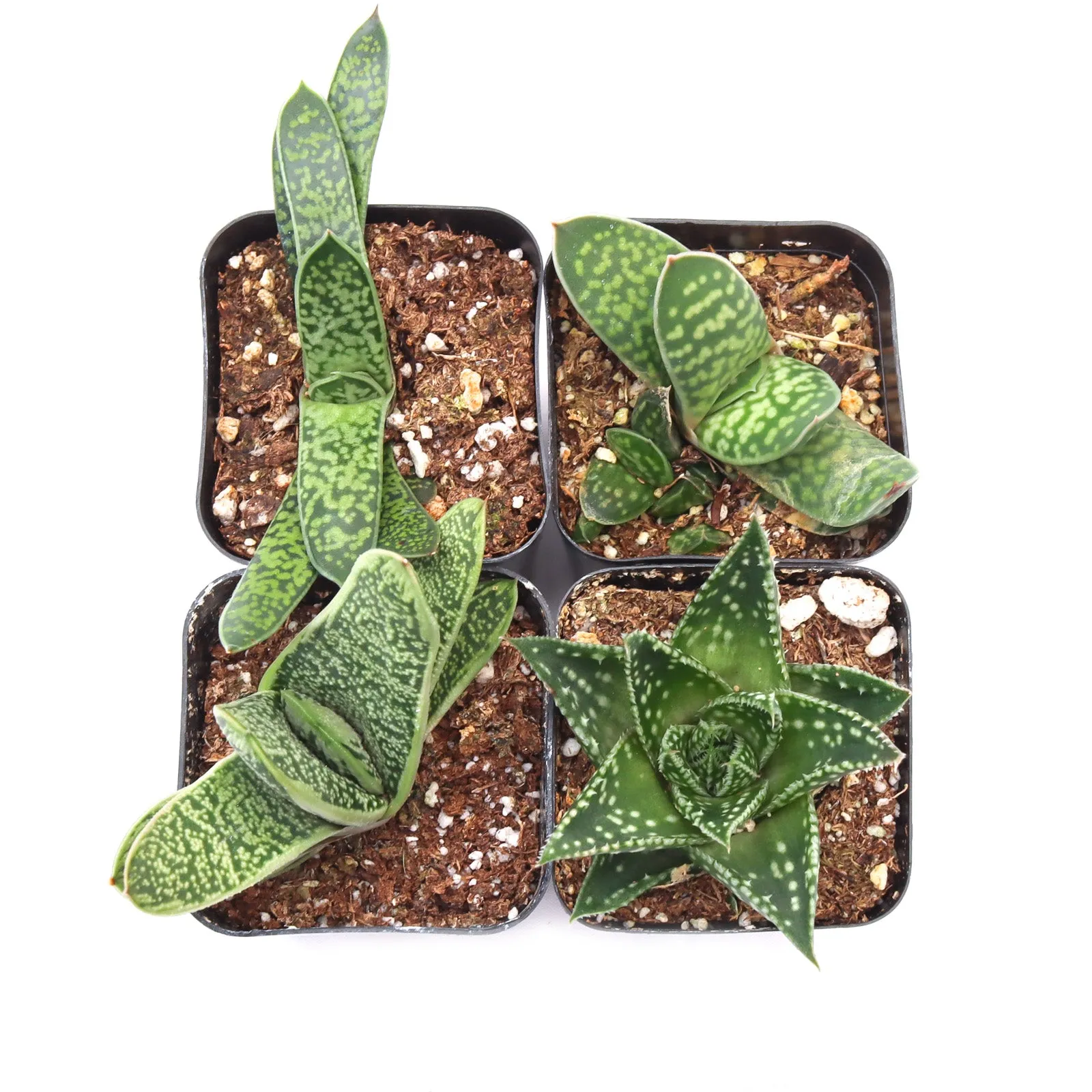 'Gasteria' Succulent Pack
