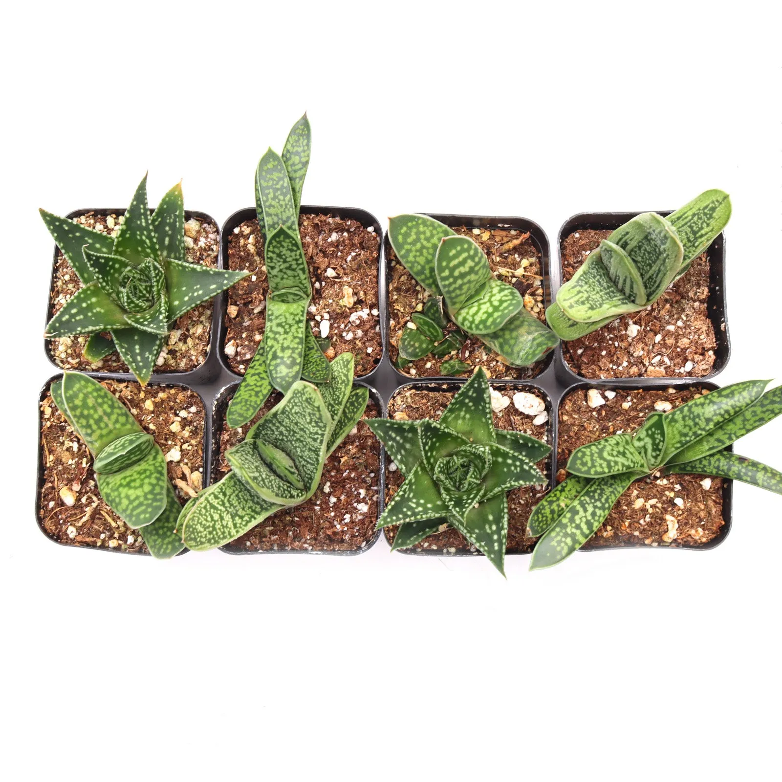'Gasteria' Succulent Pack