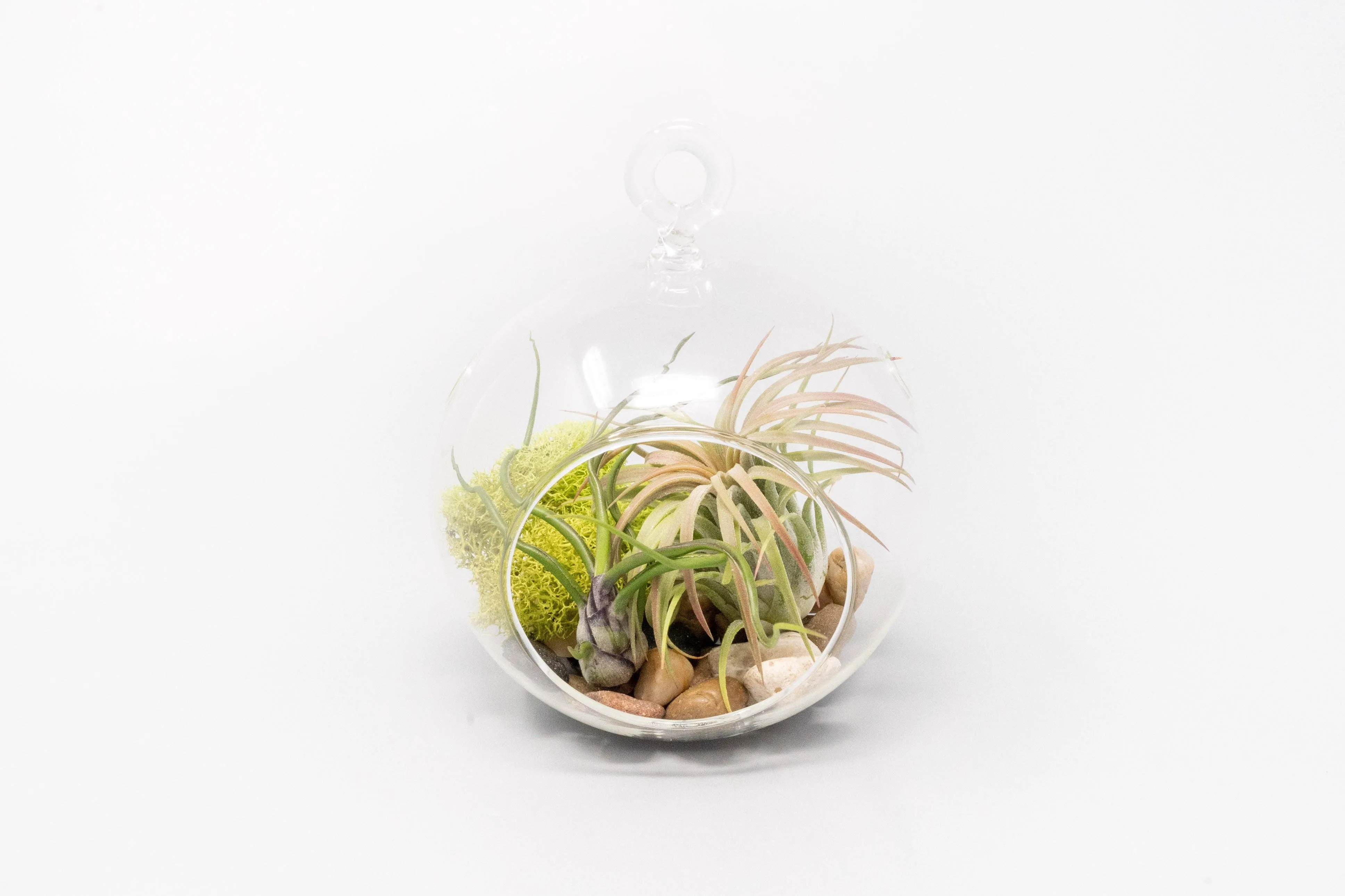 Hanging Flat Bottom Glass Globe Stunning Terrarium Sets