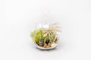 Hanging Flat Bottom Glass Globe Stunning Terrarium Sets