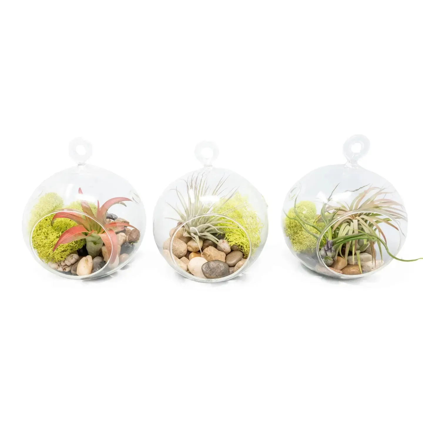 Hanging Glass Air Plant Globe