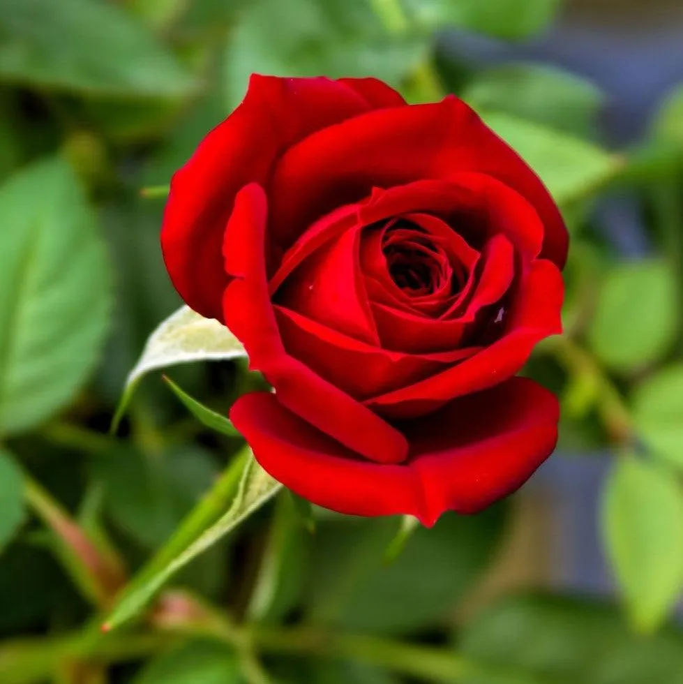 Hybrid Red Rose Flower Plant (Live Plant. Variety Roses) 1- Live Plant