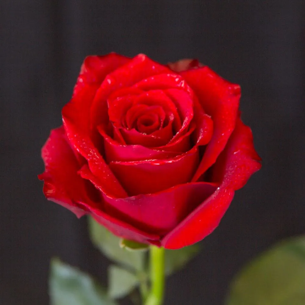 Hybrid Red Rose Flower Plant (Live Plant. Variety Roses) 1- Live Plant