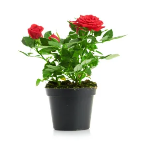 Hybrid Red Rose Flower Plant (Live Plant. Variety Roses) 1- Live Plant