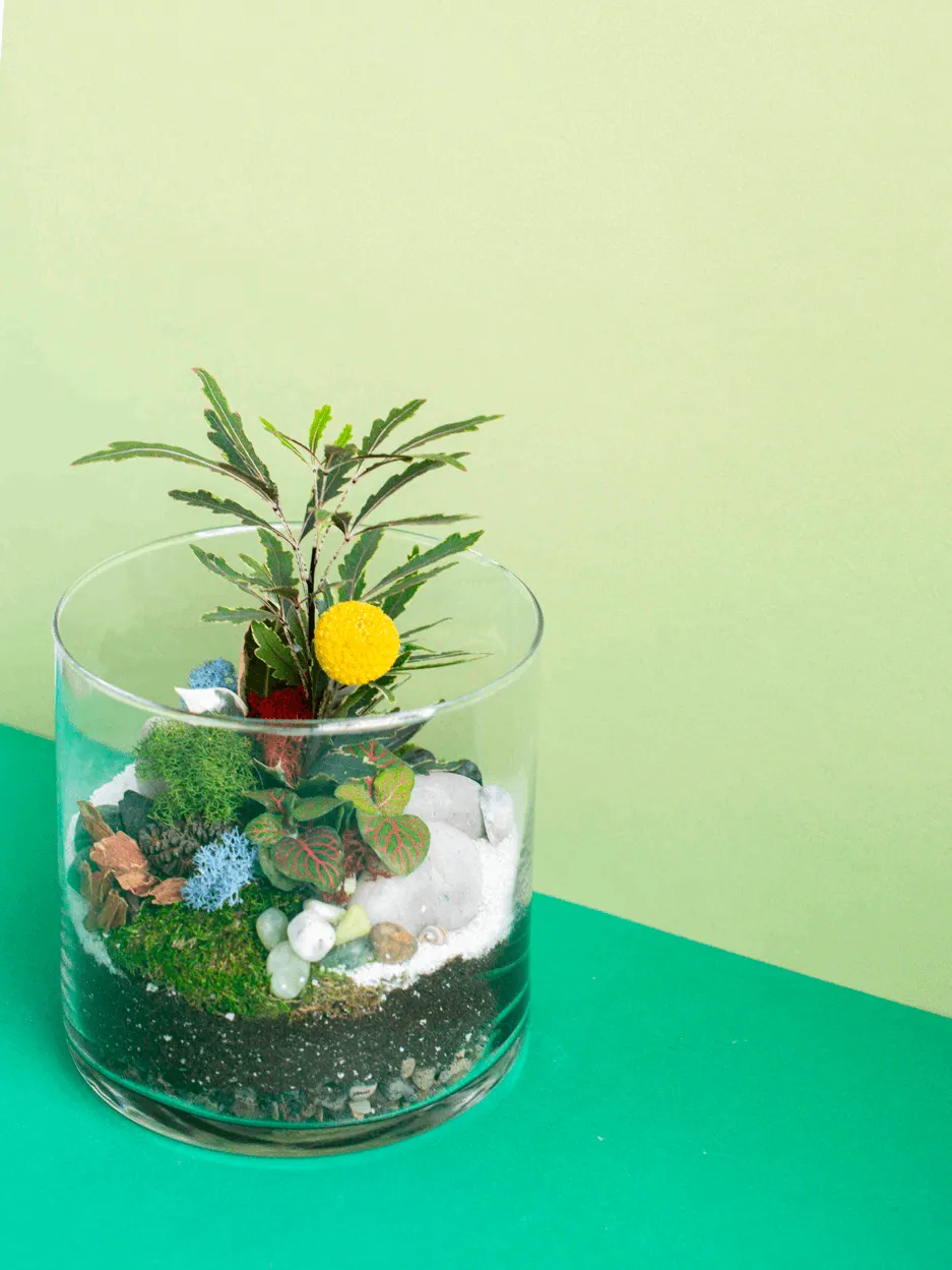 Large Cylinder Terrarium