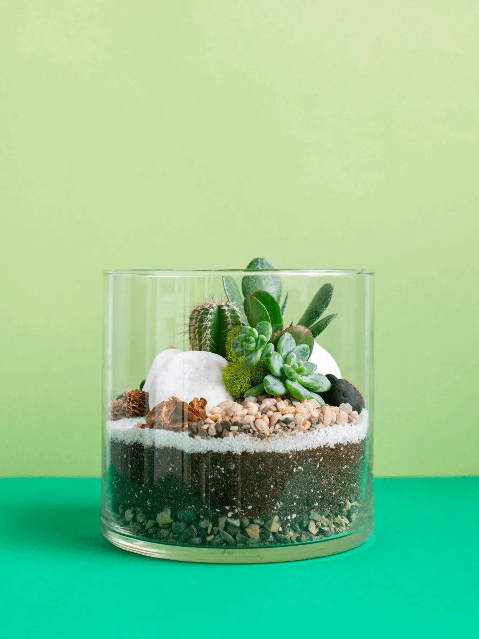 Large Cylinder Terrarium