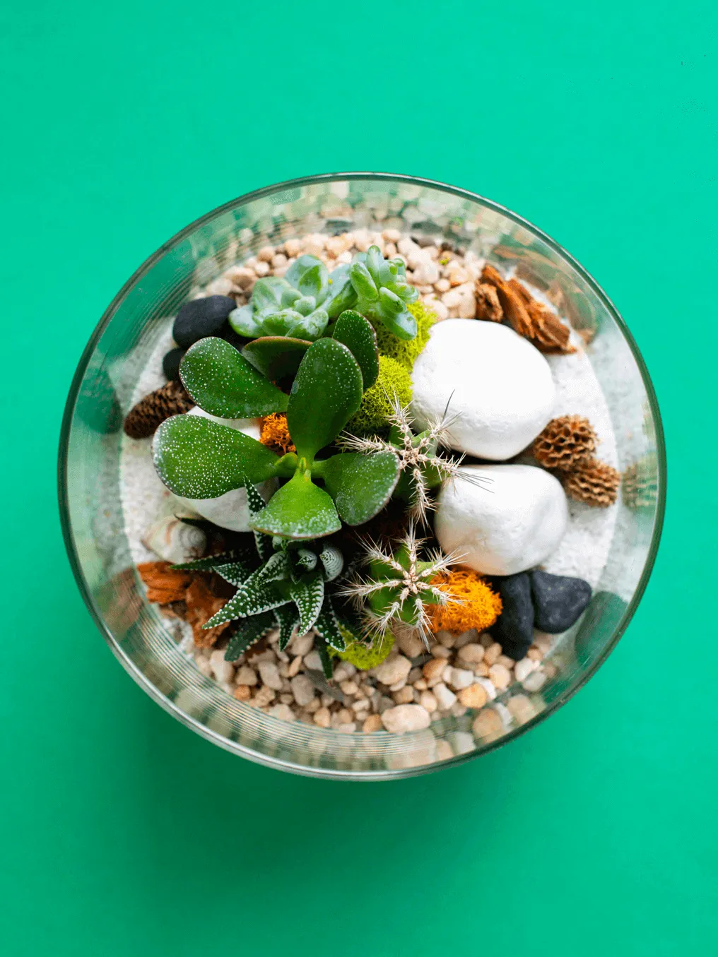 Large Cylinder Terrarium