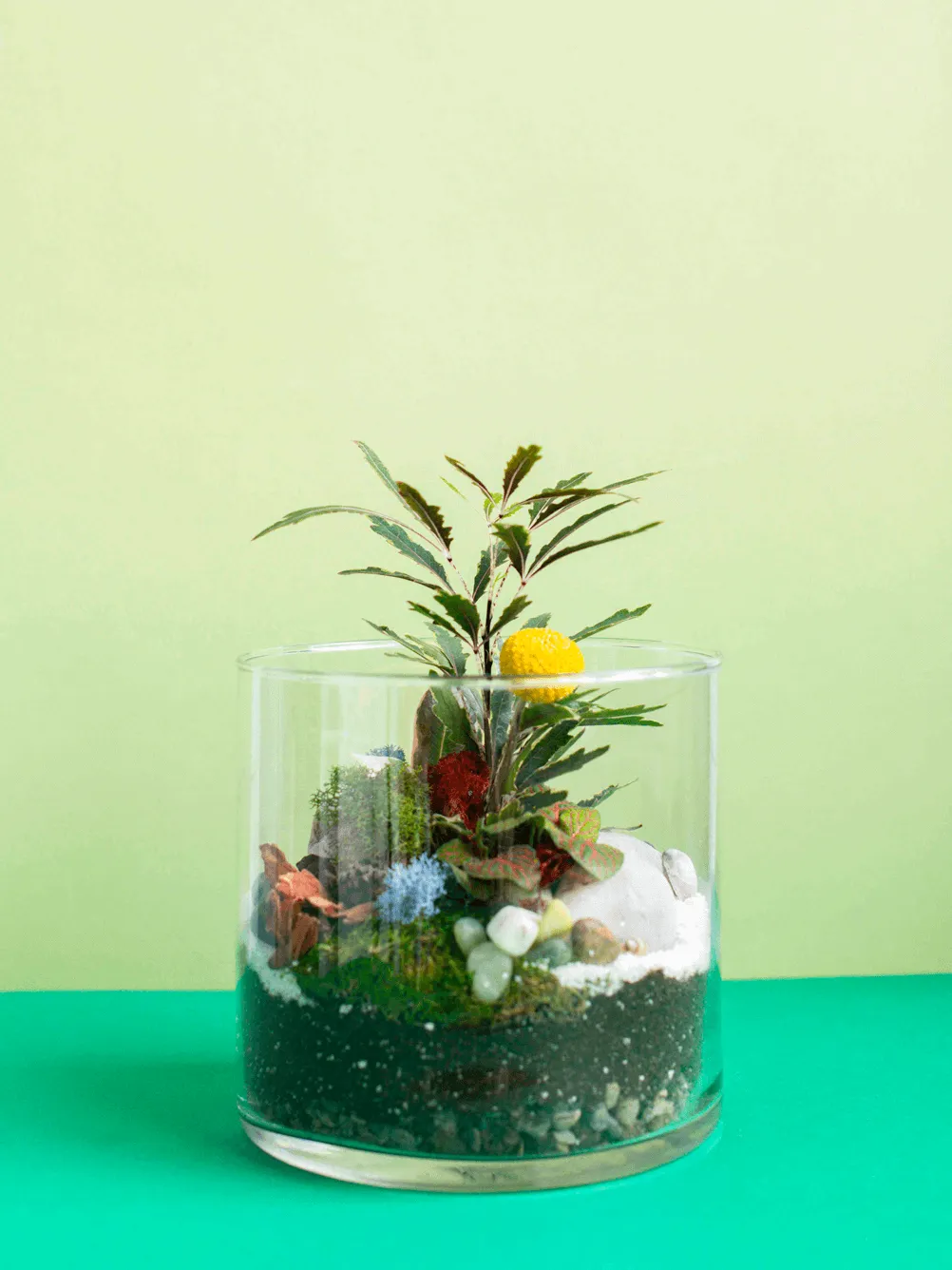 Large Cylinder Terrarium