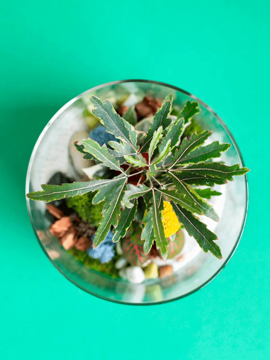 Large Cylinder Terrarium