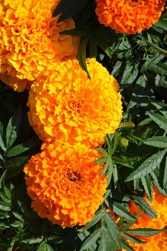Marigold French gulzafri Flowring seeds (pack of 1) 30g