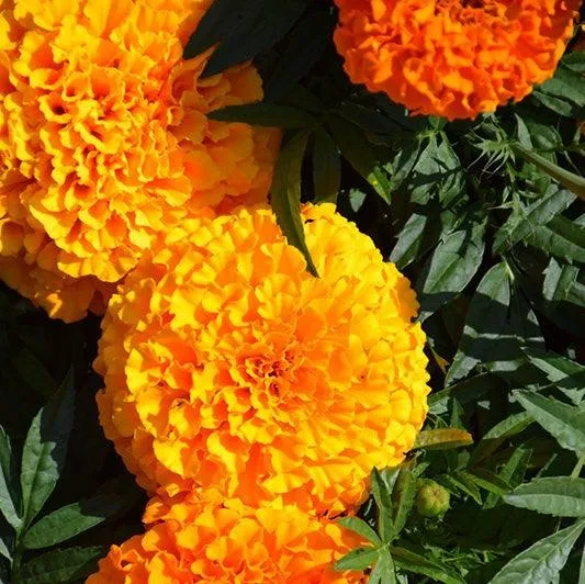 Marigold French gulzafri Flowring seeds (pack of 1) 30g