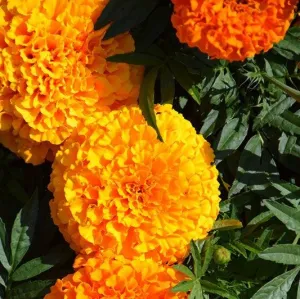 Marigold French gulzafri Flowring seeds (pack of 1) 30g