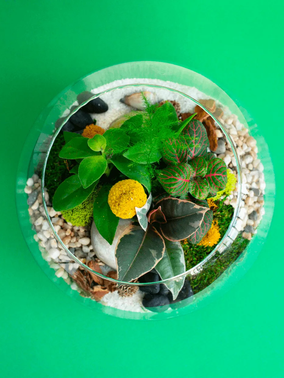 Medium Globe Terrarium