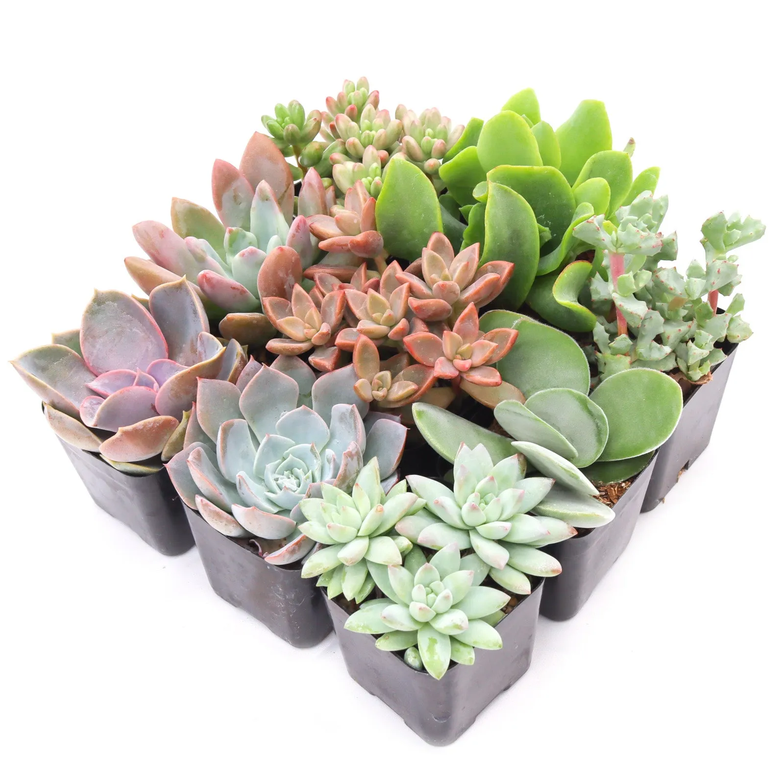 'Pastel' Succulent Pack
