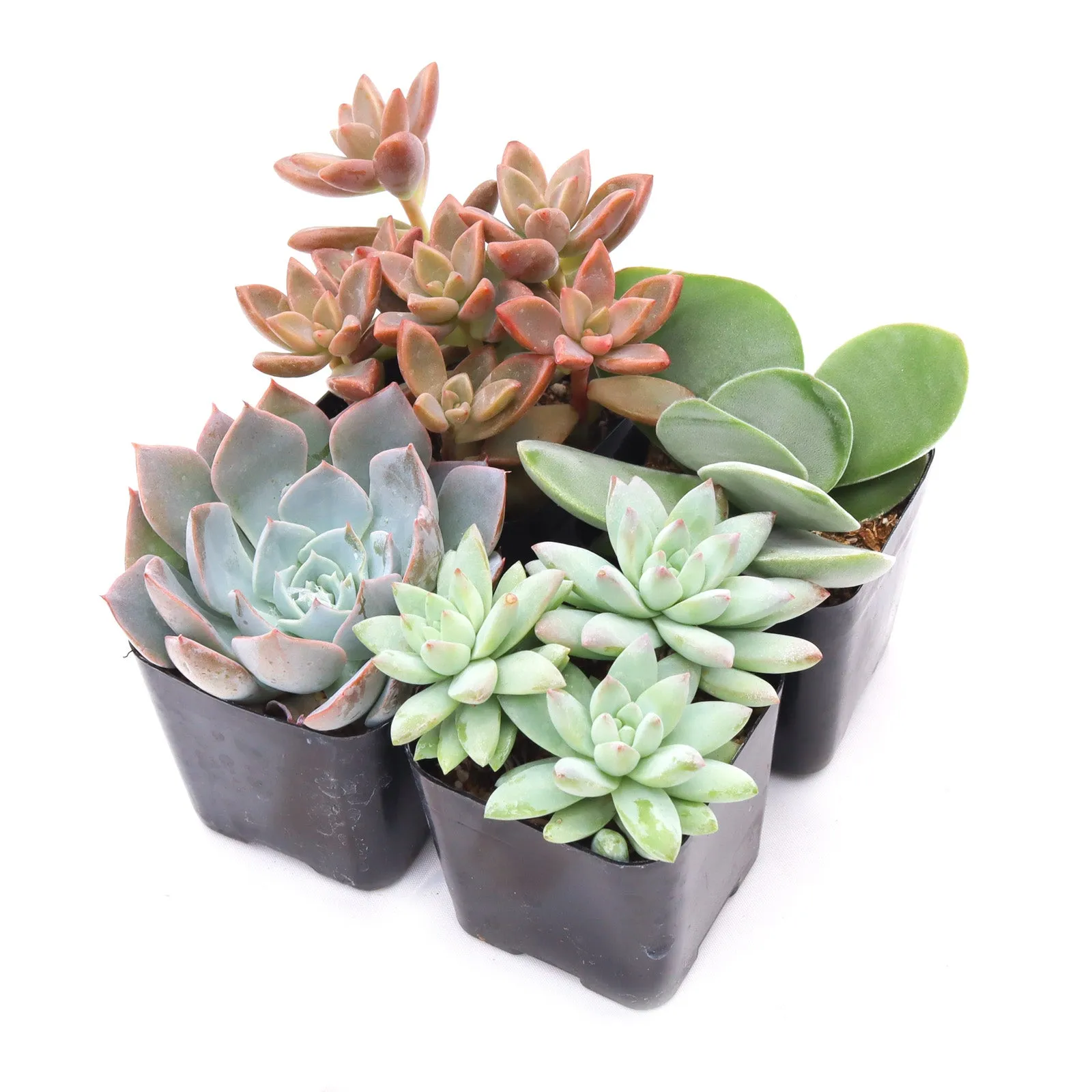 'Pastel' Succulent Pack