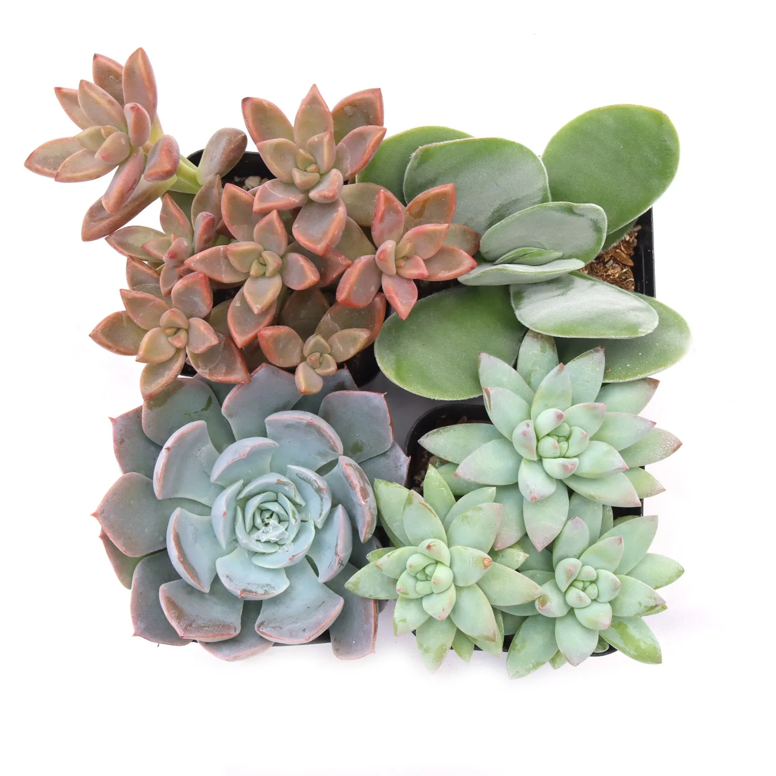 'Pastel' Succulent Pack