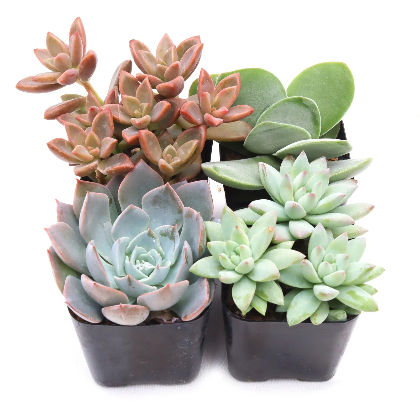 'Pastel' Succulent Pack