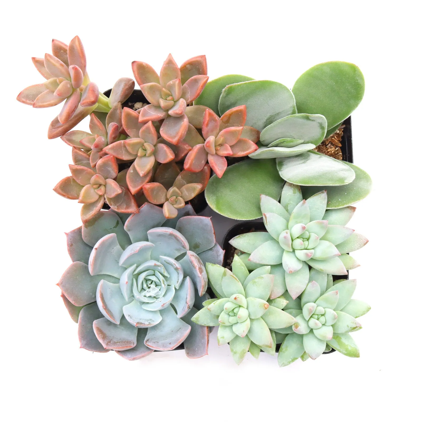 'Pastel' Succulent Pack